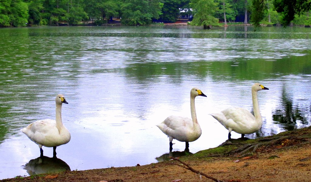 Swan Lake, Sumter, SC